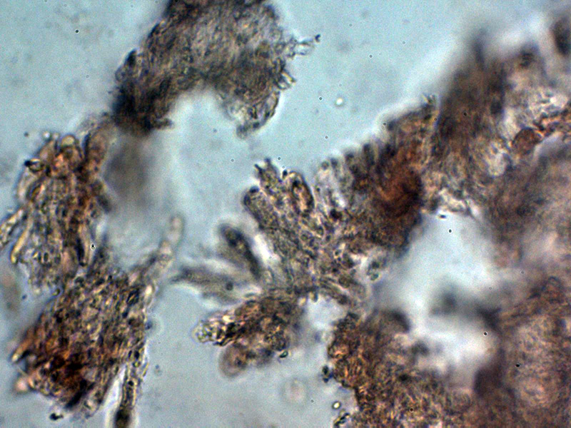 Un hydnoide corticale da identificare